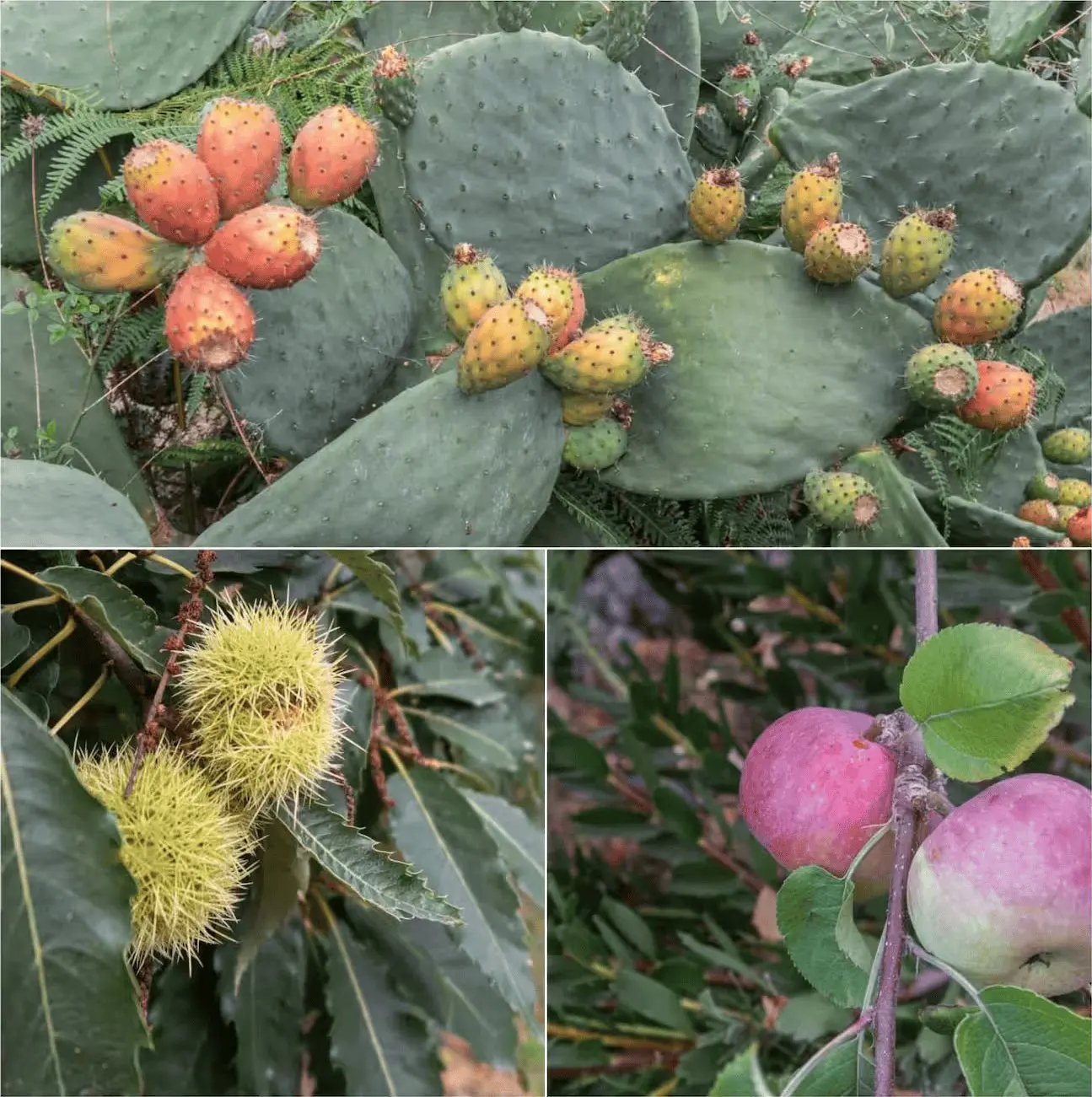 A composition of fruit from the property: prickly pears, chestnuts in their husks and apples on the tree