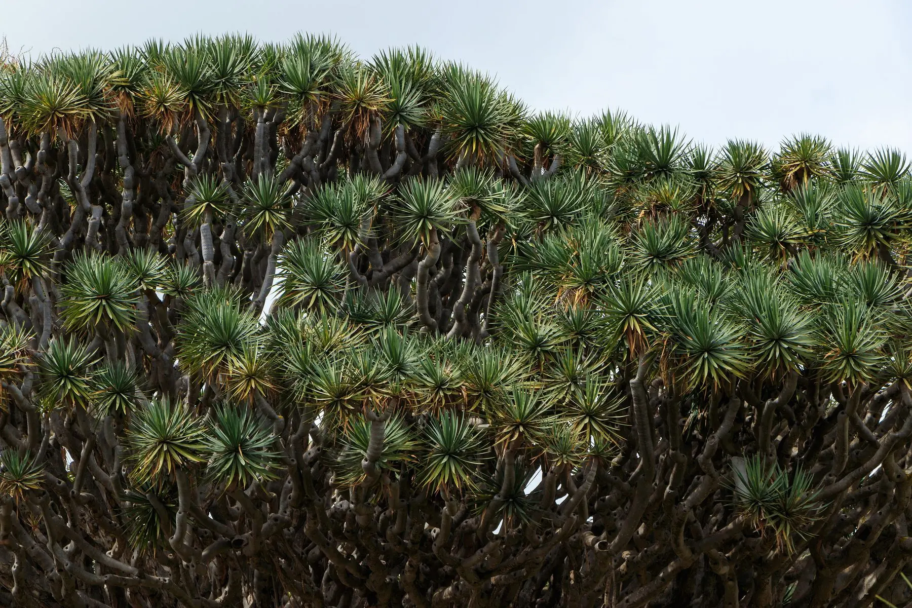 Close view of the crown of the Drago Milenario in Icod de los Vinos, with its rosettes of pointed leaves