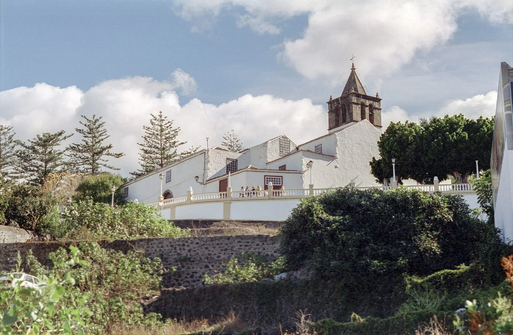 Iglesia de San Marcos de Icod de los Vinos, encalada y con su torre, entre araucarias