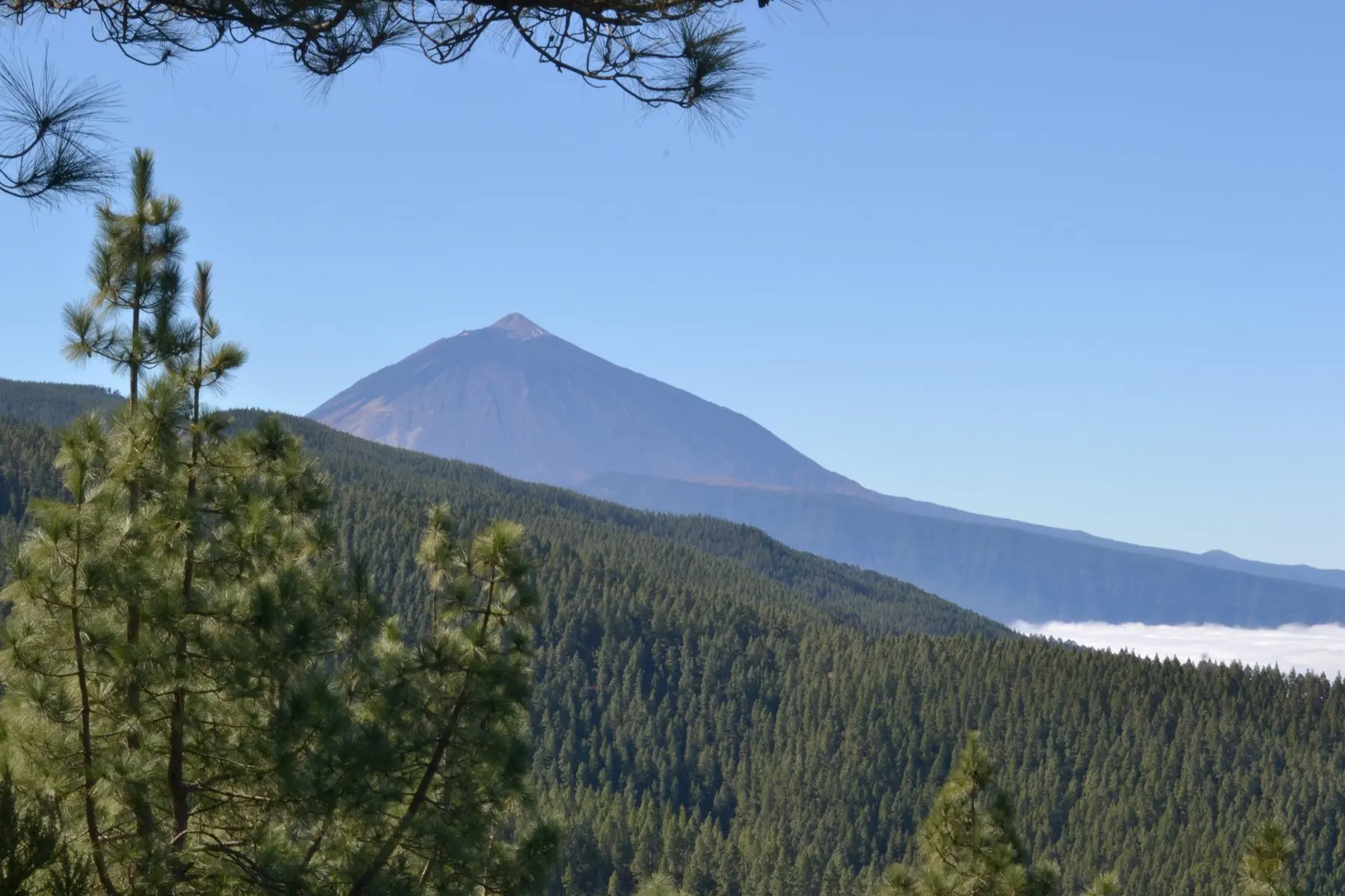 Pinar canario en la subida al Teide, con el pico nevado al fondo