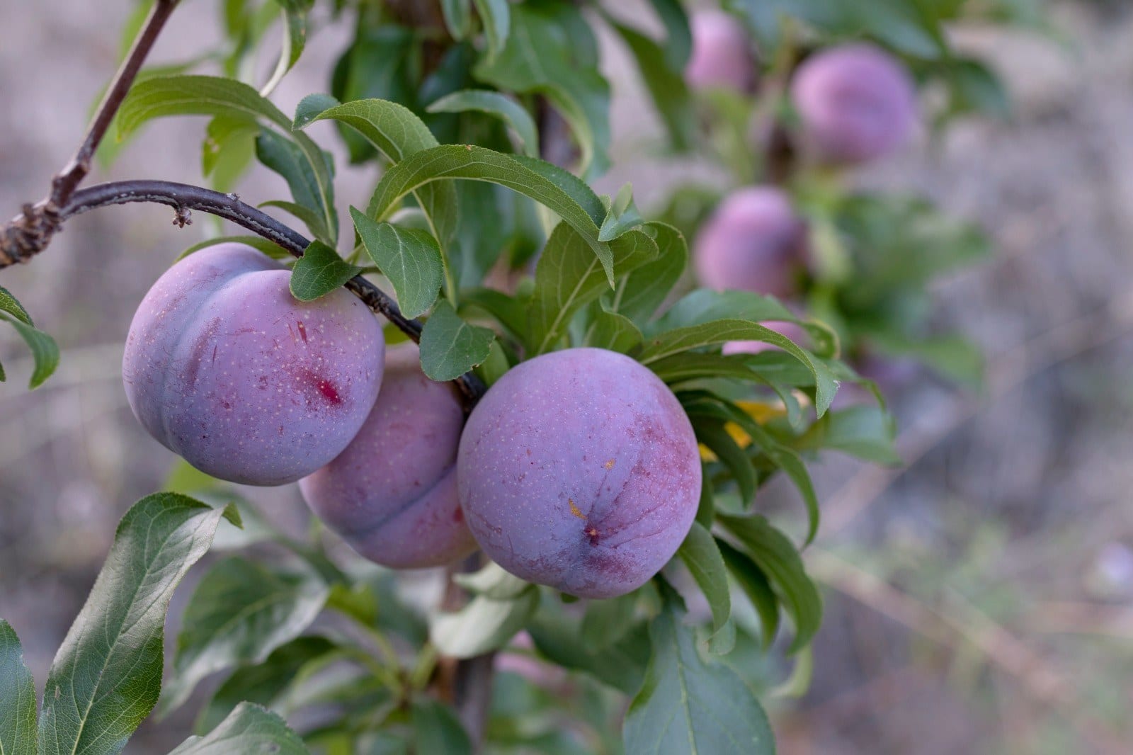 Ciruelas maduras en la rama de uno de los frutales del terreno de Finca Julia