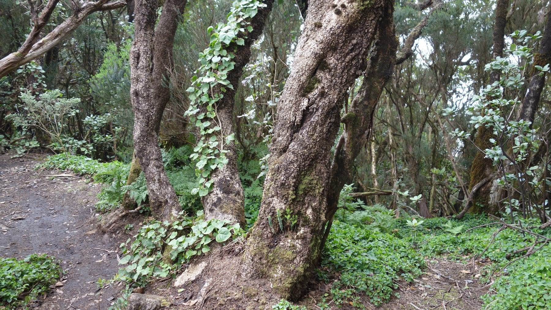 Laurisilva del monte de El Pijaral, en Anaga, con troncos cubiertos de musgo