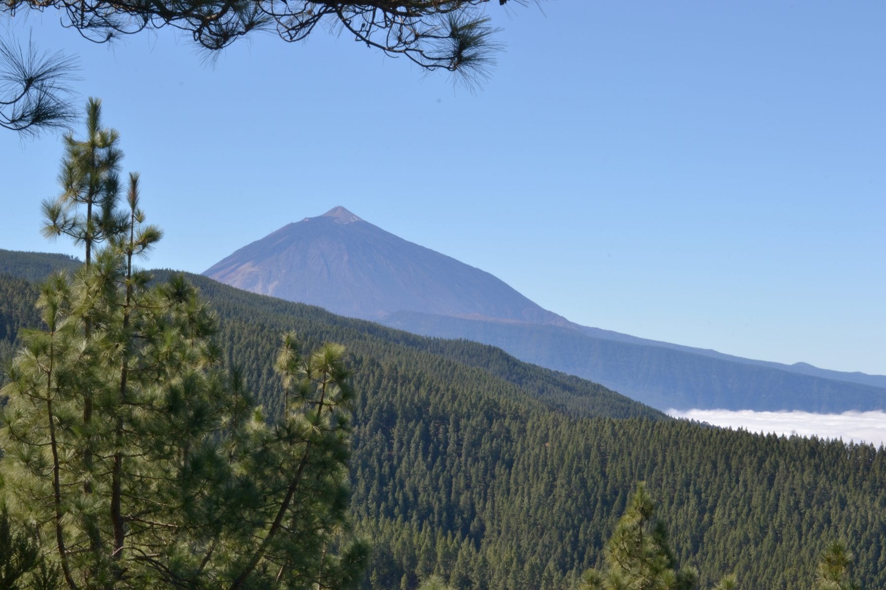Pinar canario en la subida al Teide, con el pico nevado al fondo