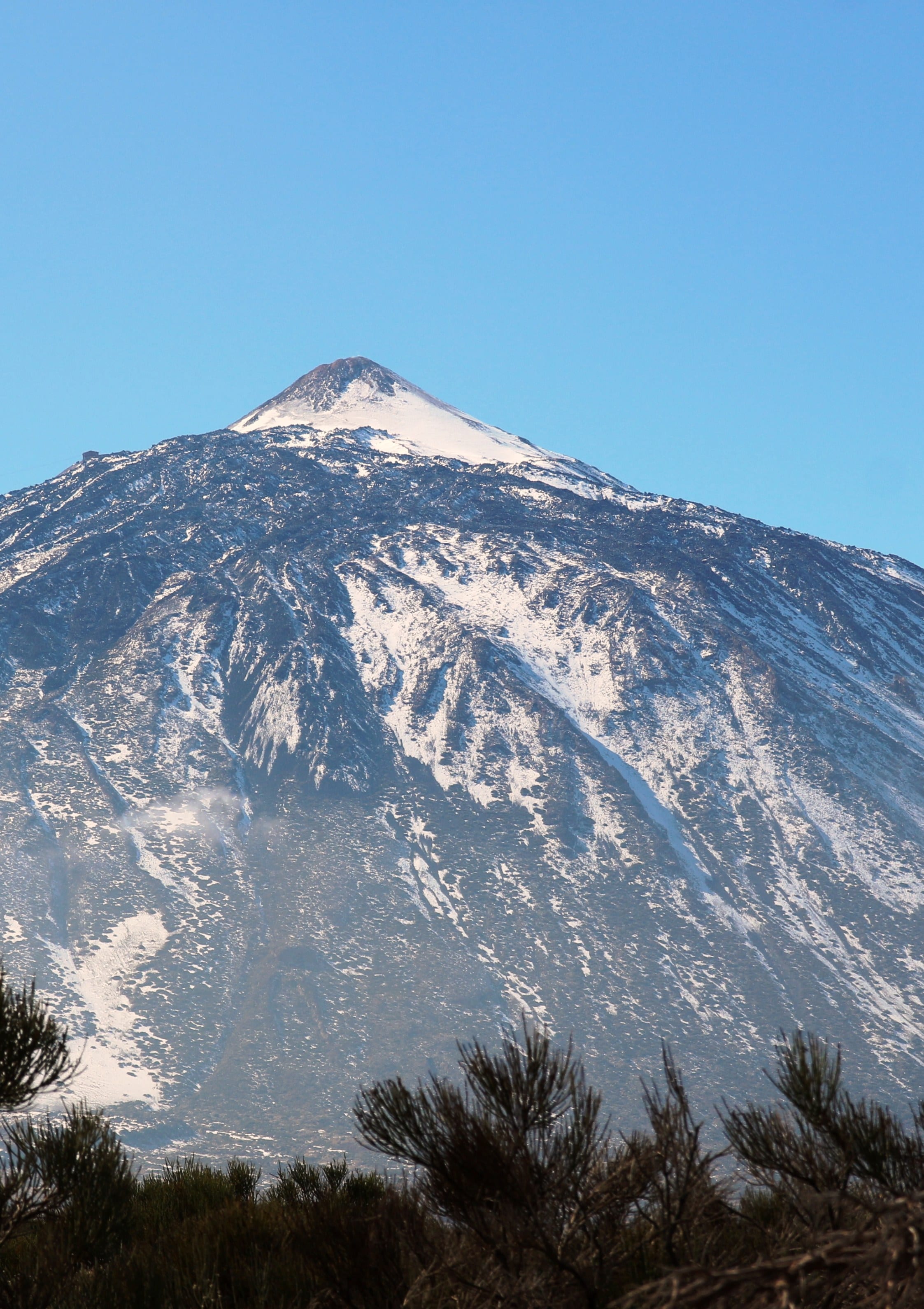 El Teide nevado visto desde el norte de Tenerife, con el pinar canario en primer término